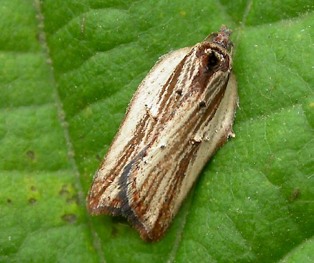 Acleris hastiana