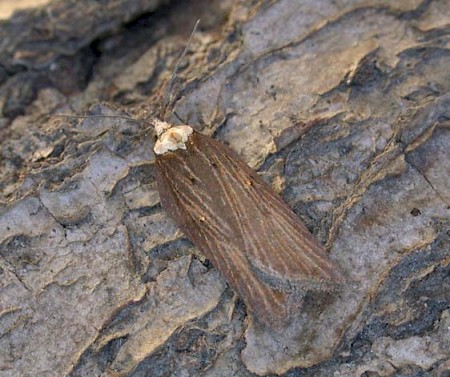 Acleris hastiana