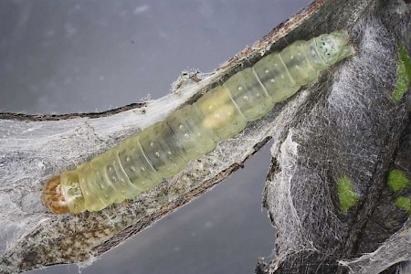 Acleris hastiana