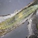 Larva • Loch Borralie, West Sutherland, on Salix repens • © Bob Heckford