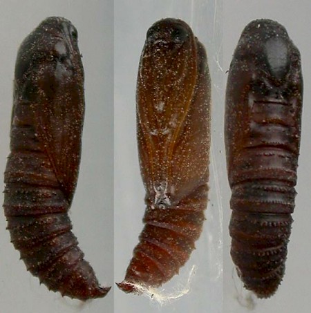 Acleris hastiana