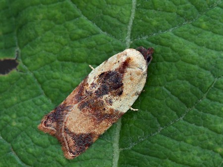 Acleris permutana