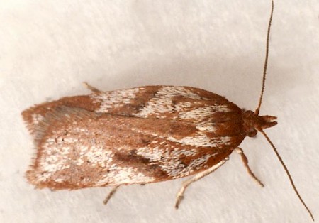 Acleris hyemana