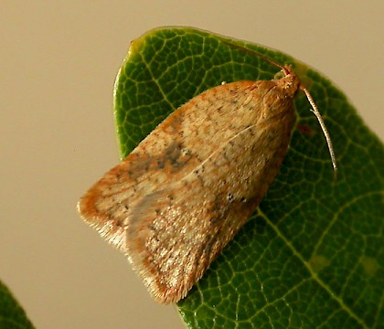 Adult • Chorlton, Greater Manchester, reared from larva • © Ben Smart