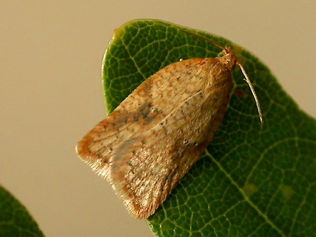 Acleris ferrugana