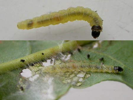 Acleris ferrugana