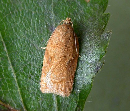 Adult • ex. spinning on Betula, Birds Royd, W. Yorks • © Ian Kimber