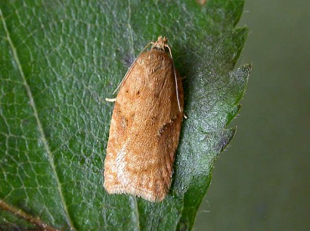 Acleris notana