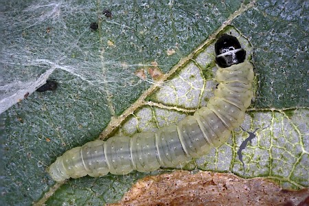 Acleris notana