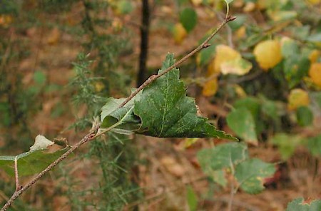 Acleris notana