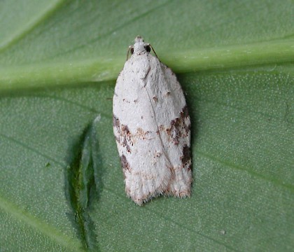 Adult • Fernham, Oxon • © Steve Nash