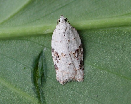 Acleris kochiella