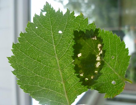 Acleris kochiella