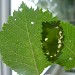 Larval feeding signs • © Mike Jeffes