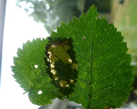 Acleris kochiella