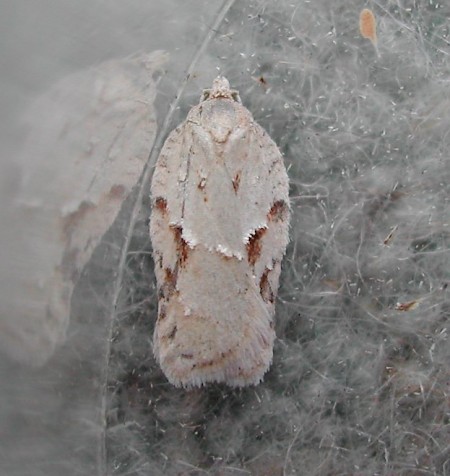 Acleris logiana