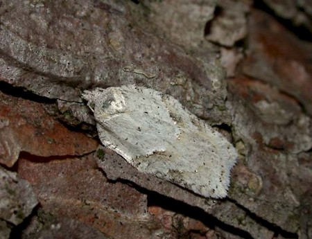 Acleris logiana