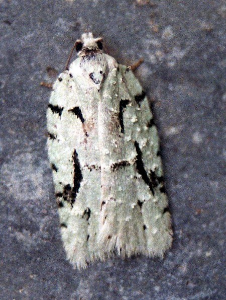 Acleris literana