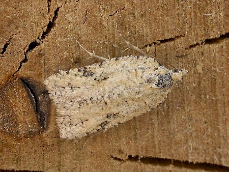 Acleris literana