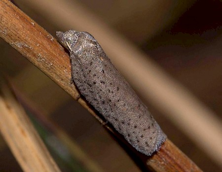 Acleris lipsiana