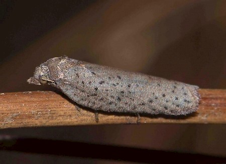 Acleris lipsiana