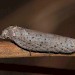 Adult • Roudsea Wood and Mosses NNR, Cumbria • © Rob Petley-Jones