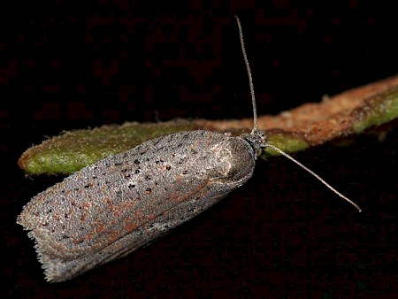 Acleris lipsiana