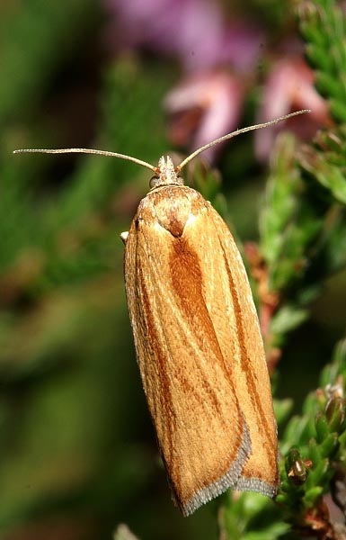 Acleris rufana