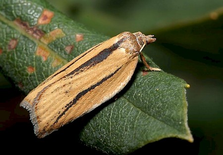 Acleris rufana