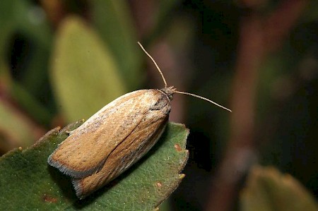 Acleris rufana