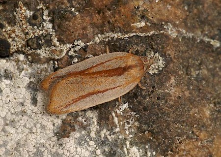 Acleris rufana