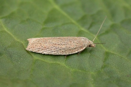 Acleris rufana