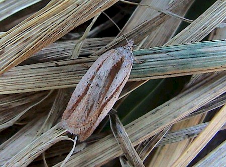 Acleris rufana