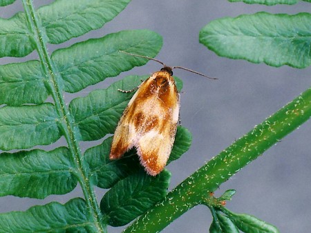 Eulia ministrana