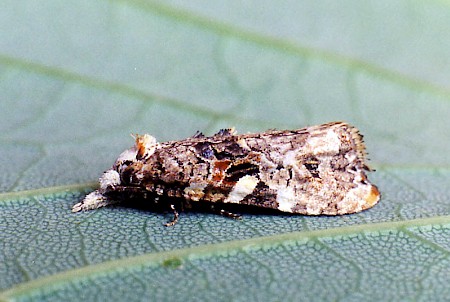 Phtheochroa rugosana