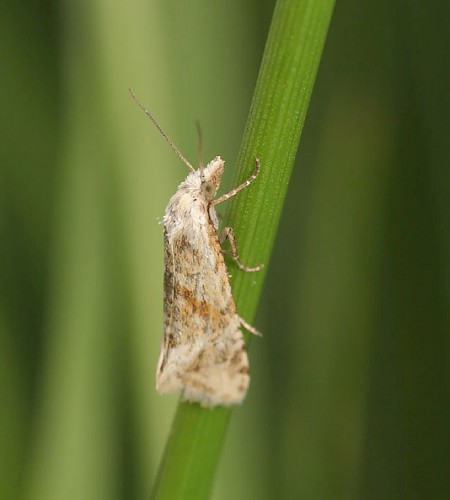 Cochylimorpha straminea