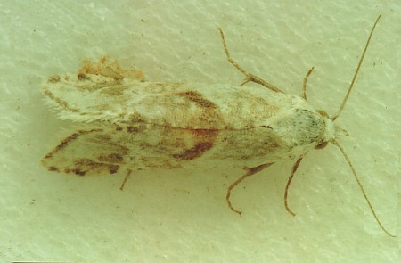 Cochylimorpha straminea