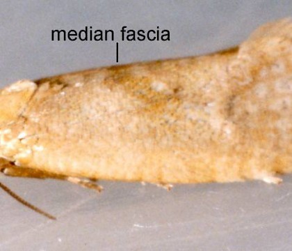 Adult • Ex larva on Aster tripolium. Flintshire • © Ian Smith