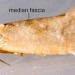 Adult • Ex larva on Aster tripolium. Flintshire • © Ian Smith