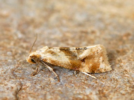 Coast Conch Gynnidomorpha permixtana