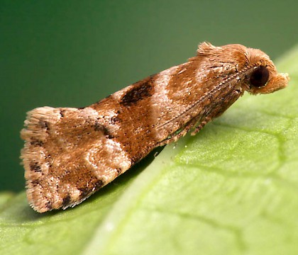 Adult • Avon Water Meadow, Worcs. • © Oliver Wadsworth