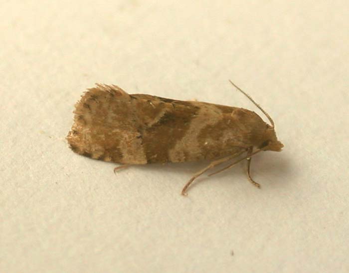 Gynnidomorpha alismana Adult | UKmoths