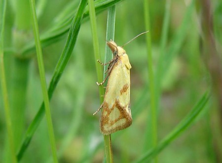 Agapeta hamana