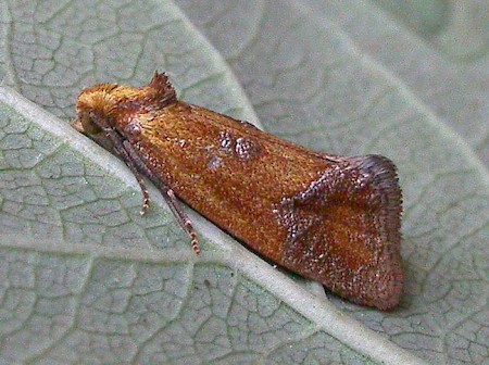 Agapeta zoegana