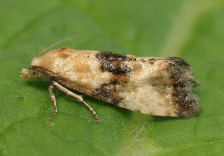 Eupoecilia angustana