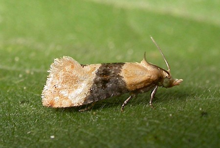 Vine Moth Eupoecilia ambiguella