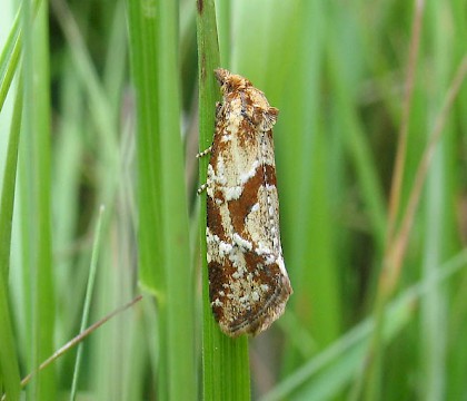 Adult • Bentley Wood, Wiltshire. June. • © John Martin