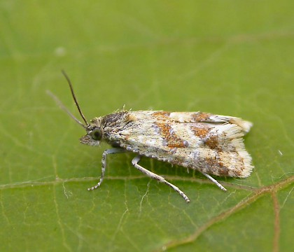 Adult • North Foreland, Kent • © Francis Solly