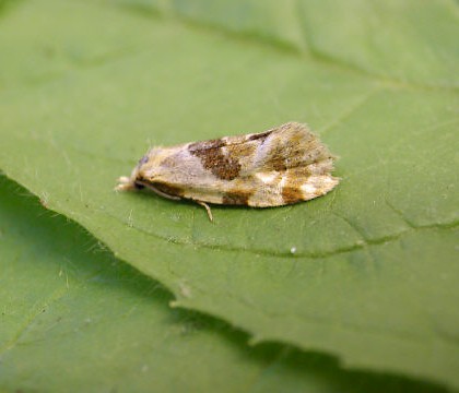 Adult • Fernham, Oxon • © Steve Nash