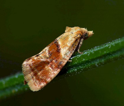 Adult • Juniper Hill, Gloucestershire • © Patrick Clement